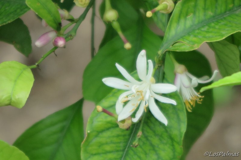 Flor limonero Ravallo Costa Amalfitana Italia