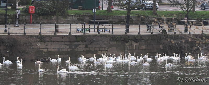Worcester cisnes en el Severn England Inglaterra Inghilterra