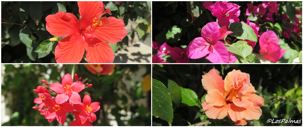 Flora de Tel Aviv