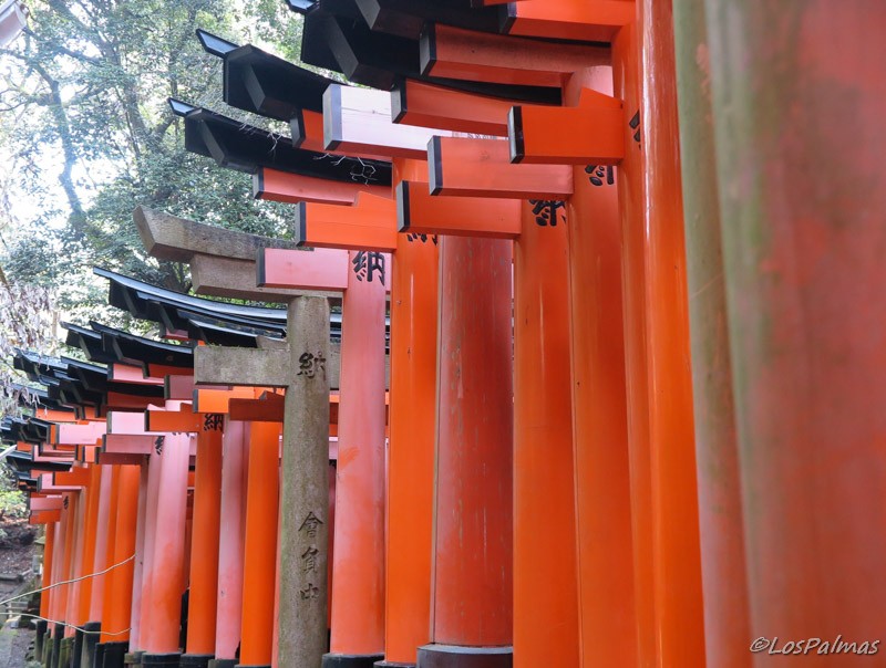 Fushimi_inari_kioto_kyoto torii