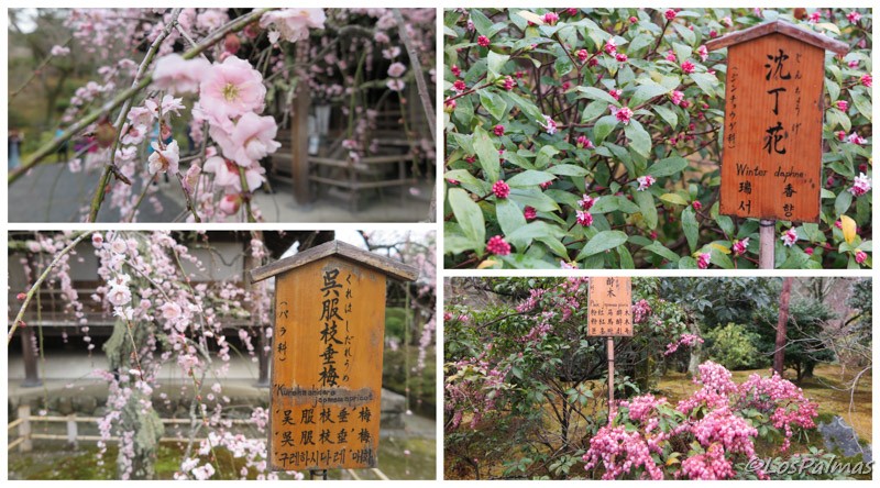 Templo_Tenryuij_Arashiyama_Kioto_Kyoto_jardines_garden
