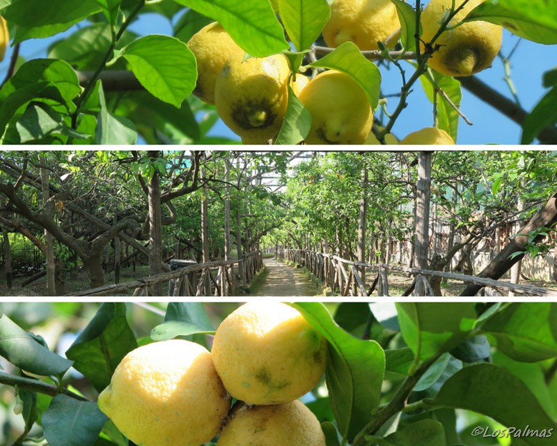 Limones de Sorrento
