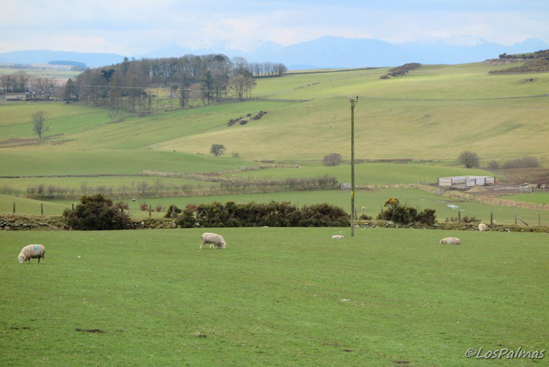 Cynwyd zona de ovejas y pastos Gales wales Galles