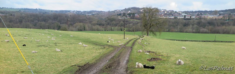 Pontcysyllte canal y acueducto cerca de Llangollen y ovejas