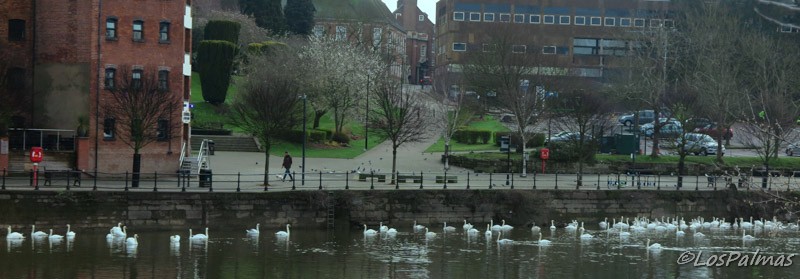 Worcester cisnes en el Severn England Inglaterra Inghilterra
