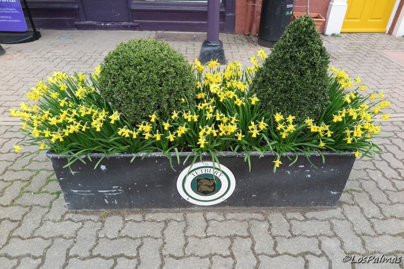 Narcisos en Tetbury, Cotswolds, Inglaterra