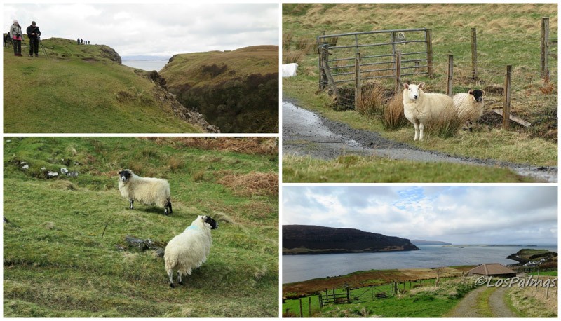 Ovejas sheeps Pecore Skye Scotland