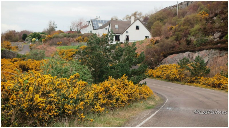 Tojos en la isla de Skye dirección Plockton