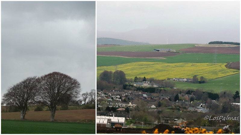 Árboles y campos de colza Highlands Escocia