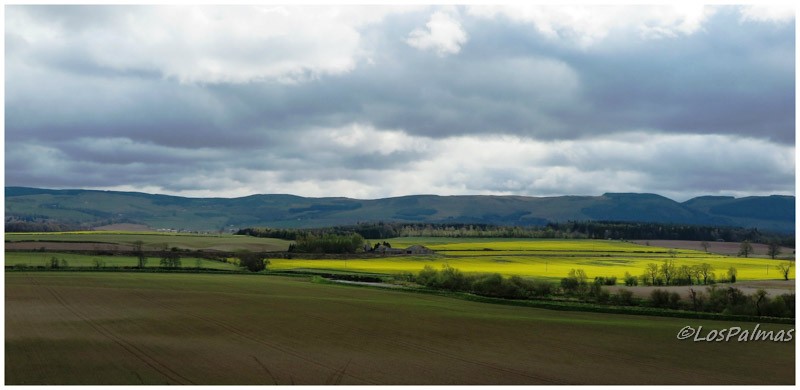 colza en las Highlands